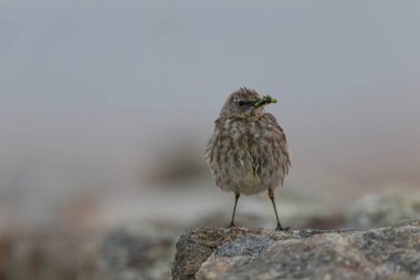 Avrupa Rock Pipit Anthus petrosus Brittany Sahili 'nde oturuyor ve besleniyor