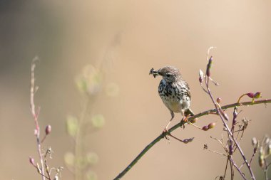 Avrupa Rock Pipit Anthus petrosus Brittany Sahili 'nde oturuyor ve besleniyor