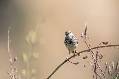 Avrupa Rock Pipit Anthus petrosus Brittany Sahili 'nde oturuyor ve besleniyor