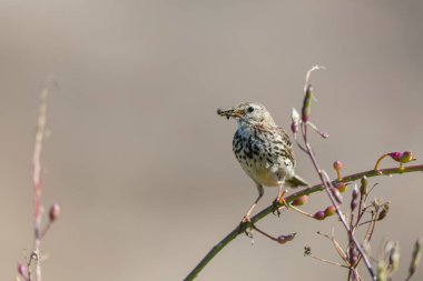 Avrupa Rock Pipit Anthus petrosus Brittany Sahili 'nde oturuyor ve besleniyor