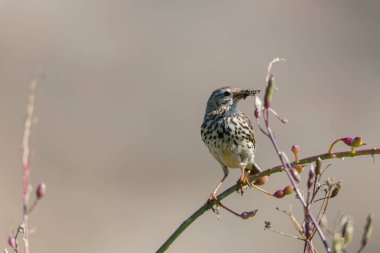 Avrupa Rock Pipit Anthus petrosus Brittany Sahili 'nde oturuyor ve besleniyor