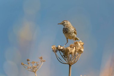 Avrupa Rock Pipit Anthus petrosus Brittany Sahili 'nde oturuyor ve besleniyor