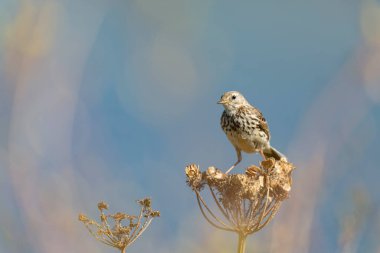 Avrupa Rock Pipit Anthus petrosus Brittany Sahili 'nde oturuyor ve besleniyor