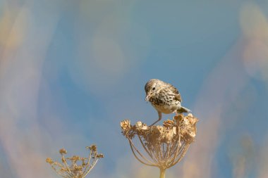 Avrupa Rock Pipit Anthus petrosus Brittany Sahili 'nde oturuyor ve besleniyor