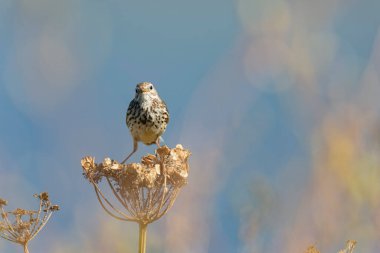 Avrupa Rock Pipit Anthus petrosus Brittany Sahili 'nde oturuyor ve besleniyor