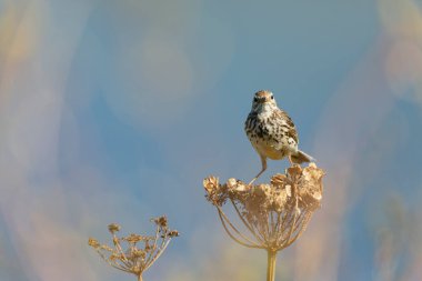 Avrupa Rock Pipit Anthus petrosus Brittany Sahili 'nde oturuyor ve besleniyor