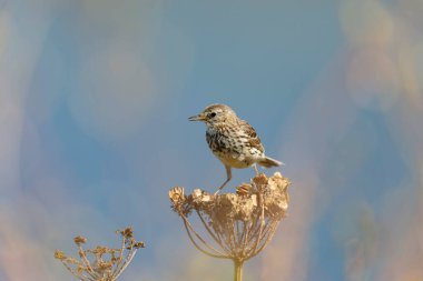 Avrupa Rock Pipit Anthus petrosus Brittany Sahili 'nde oturuyor ve besleniyor