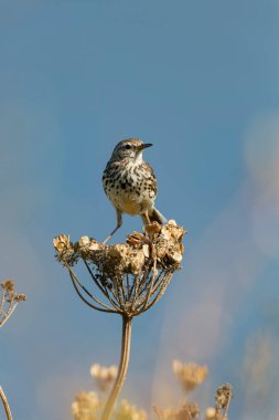 Avrupa Rock Pipit Anthus petrosus Brittany Sahili 'nde oturuyor ve besleniyor