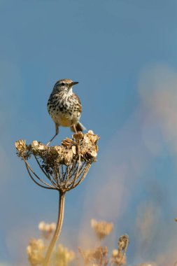 Avrupa Rock Pipit Anthus petrosus Brittany Sahili 'nde oturuyor ve besleniyor