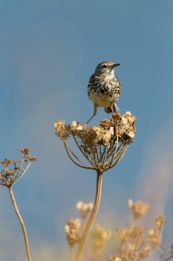 Avrupa Rock Pipit Anthus petrosus Brittany Sahili 'nde oturuyor ve besleniyor