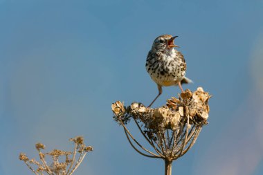 Avrupa Rock Pipit Anthus petrosus Brittany Sahili 'nde oturuyor ve besleniyor