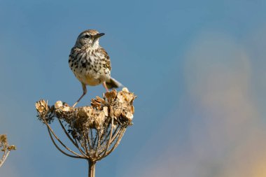 Avrupa Rock Pipit Anthus petrosus Brittany Sahili 'nde oturuyor ve besleniyor