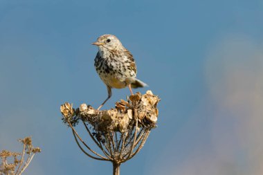 Avrupa Rock Pipit Anthus petrosus Brittany Sahili 'nde oturuyor ve besleniyor