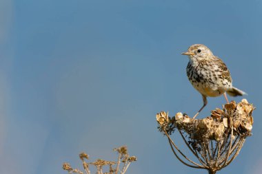 Avrupa Rock Pipit Anthus petrosus Brittany Sahili 'nde oturuyor ve besleniyor