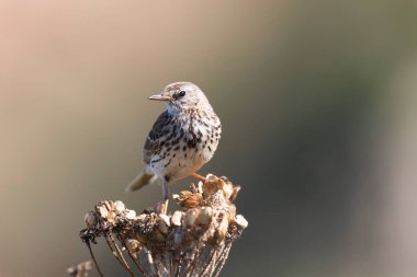 Avrupa Rock Pipit Anthus petrosus Brittany Sahili 'nde oturuyor ve besleniyor