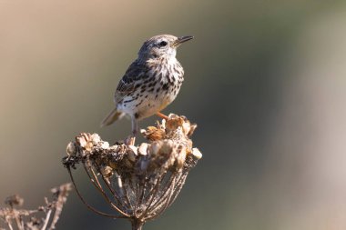 Avrupa Rock Pipit Anthus petrosus Brittany Sahili 'nde oturuyor ve besleniyor