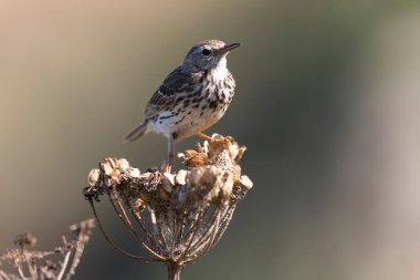 Avrupa Rock Pipit Anthus petrosus Brittany Sahili 'nde oturuyor ve besleniyor