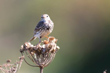 Avrupa Rock Pipit Anthus petrosus Brittany Sahili 'nde oturuyor ve besleniyor