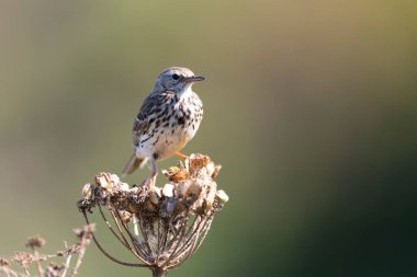 Avrupa Rock Pipit Anthus petrosus Brittany Sahili 'nde oturuyor ve besleniyor