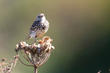 Avrupa Rock Pipit Anthus petrosus Brittany Sahili 'nde oturuyor ve besleniyor
