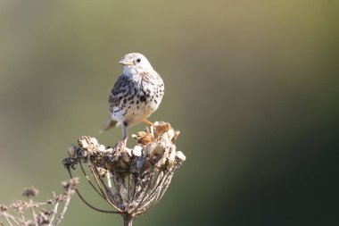 Avrupa Rock Pipit Anthus petrosus Brittany Sahili 'nde oturuyor ve besleniyor