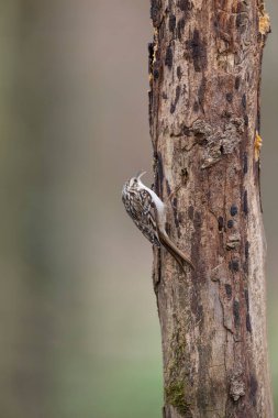 Certhia brachydactyla Kısa Parmaklı Ağaç Bekçisi Fransa 'da bir ormanda ölü bir ağaç gövdesine tırmanıyor.