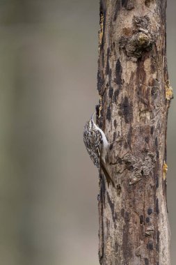Certhia brachydactyla Kısa Parmaklı Ağaç Bekçisi Fransa 'da bir ormanda ölü bir ağaç gövdesine tırmanıyor.
