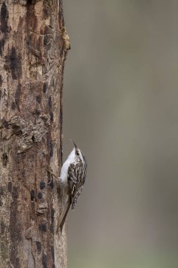 Certhia brachydactyla Kısa Parmaklı Ağaç Bekçisi Fransa 'da bir ormanda ölü bir ağaç gövdesine tırmanıyor.