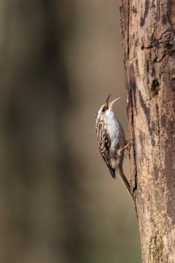Certhia brachydactyla Kısa Parmaklı Ağaç Bekçisi Fransa 'da bir ormanda ölü bir ağaç gövdesine tırmanıyor.