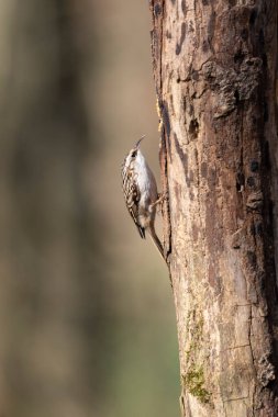 Certhia brachydactyla Kısa Parmaklı Ağaç Bekçisi Fransa 'da bir ormanda ölü bir ağaç gövdesine tırmanıyor.
