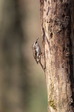 Certhia brachydactyla Kısa Parmaklı Ağaç Bekçisi Fransa 'da bir ormanda ölü bir ağaç gövdesine tırmanıyor.