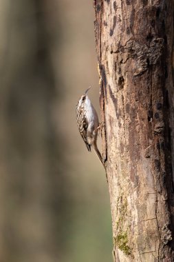 Certhia brachydactyla Kısa Parmaklı Ağaç Bekçisi Fransa 'da bir ormanda ölü bir ağaç gövdesine tırmanıyor.