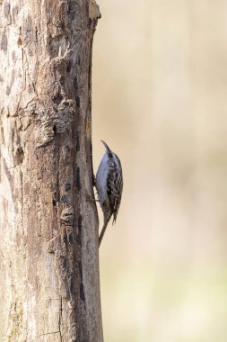 Certhia brachydactyla Kısa Parmaklı Ağaç Bekçisi Fransa 'da bir ormanda ölü bir ağaç gövdesine tırmanıyor.