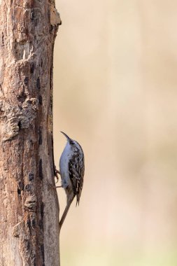 Certhia brachydactyla Kısa Parmaklı Ağaç Bekçisi Fransa 'da bir ormanda ölü bir ağaç gövdesine tırmanıyor.