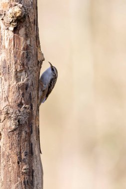 Certhia brachydactyla Kısa Parmaklı Ağaç Bekçisi Fransa 'da bir ormanda ölü bir ağaç gövdesine tırmanıyor.