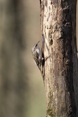 Certhia brachydactyla Kısa Parmaklı Ağaç Bekçisi Fransa 'da bir ormanda ölü bir ağaç gövdesine tırmanıyor.
