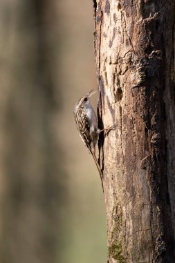 Certhia brachydactyla Kısa Parmaklı Ağaç Bekçisi Fransa 'da bir ormanda ölü bir ağaç gövdesine tırmanıyor.