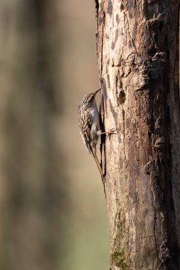 Certhia brachydactyla Kısa Parmaklı Ağaç Bekçisi Fransa 'da bir ormanda ölü bir ağaç gövdesine tırmanıyor.