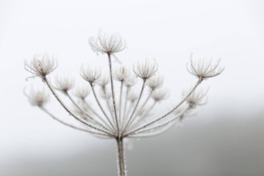 Çeşitli bitki ve yapraklardaki don ve buz