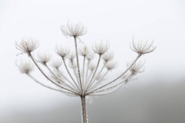 Çeşitli bitki ve yapraklardaki don ve buz