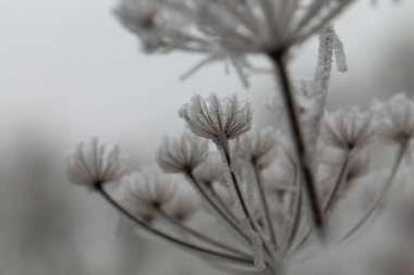 Çeşitli bitki ve yapraklardaki don ve buz
