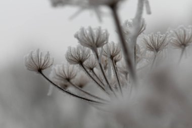 Çeşitli bitki ve yapraklardaki don ve buz