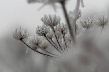 Çeşitli bitki ve yapraklardaki don ve buz