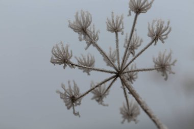Çeşitli bitki ve yapraklardaki don ve buz