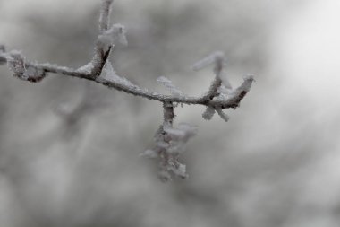 Çeşitli bitki ve yapraklardaki don ve buz