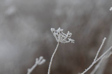 Çeşitli bitki ve yapraklardaki don ve buz