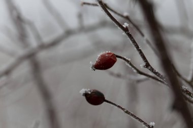 Çeşitli bitki ve yapraklardaki don ve buz