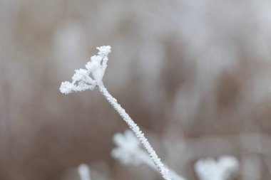 Çeşitli bitki ve yapraklardaki don ve buz