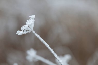 Çeşitli bitki ve yapraklardaki don ve buz