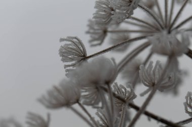 Çeşitli bitki ve yapraklardaki don ve buz